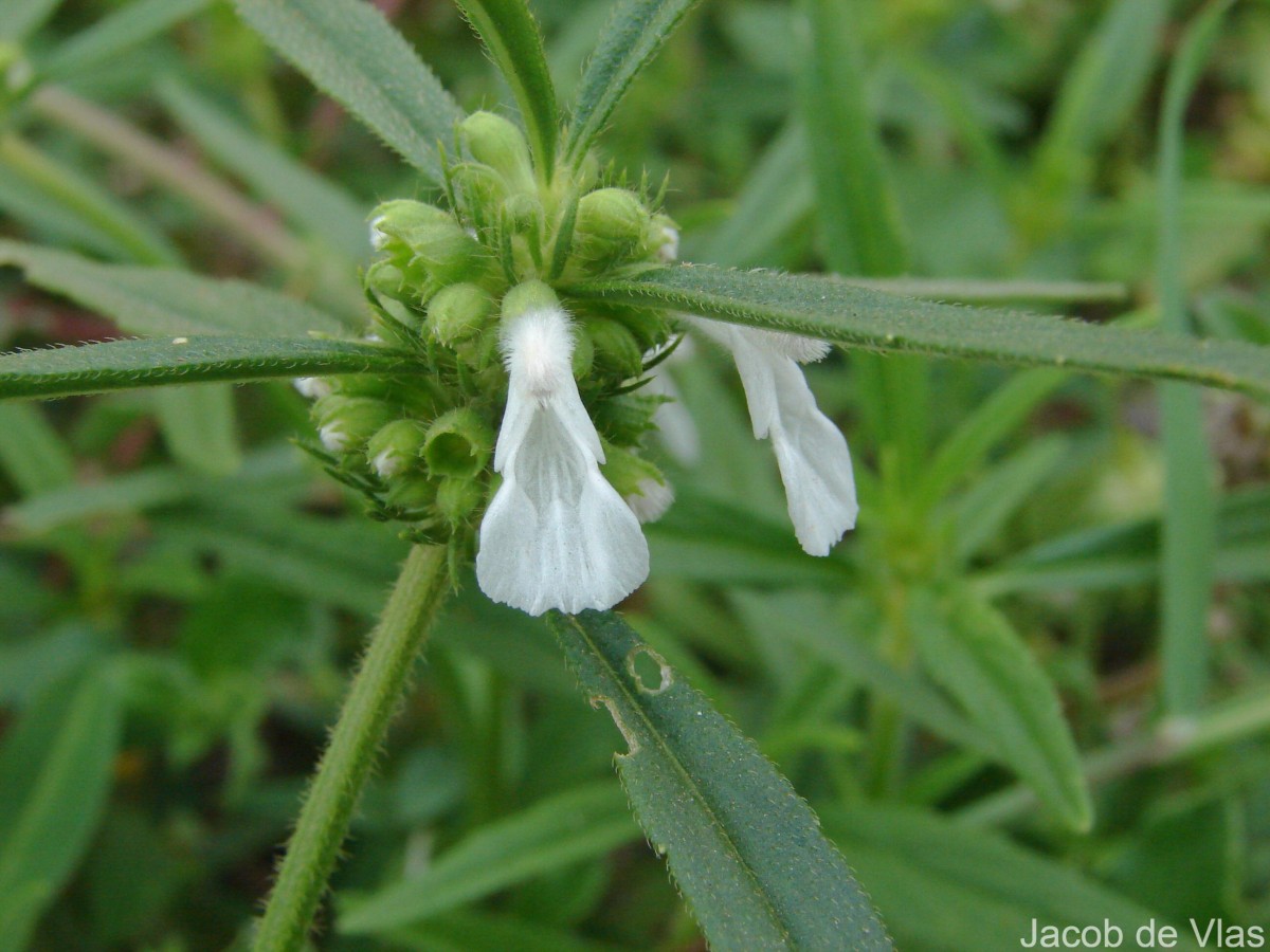 Leucas zeylanica var. zeylanica